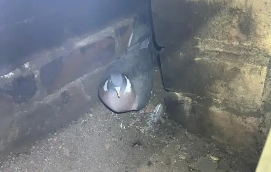 Pigeon Gas Fire Rescue In Nottingham